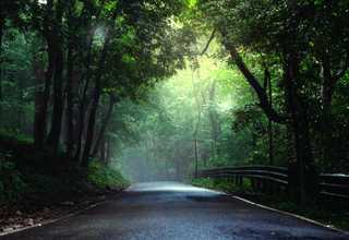 A quiet forest road leading toward the light